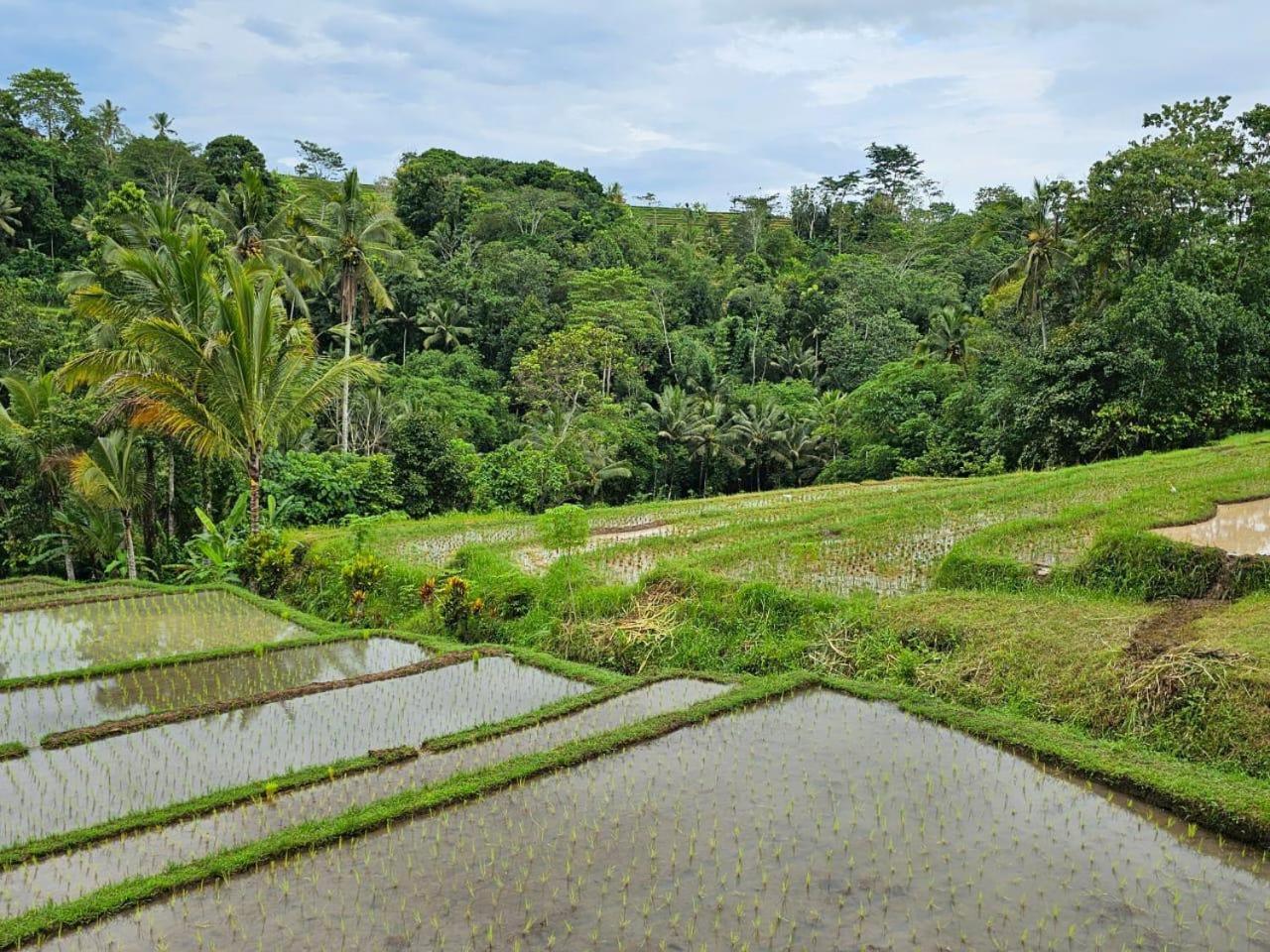Вилла Umauthu Bali Табанан Экстерьер фото